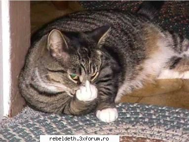 ~~ChAt~~CaFeNeA~~ - tare fatoo cel mai tare ...pisicutza - ~ChAt~(~CaFeNeA~)~