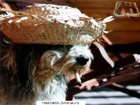 ~~ChAt~~CaFeNeA~~ - msg de la N.A. pt marius & gabi hey ya...u don't - ~ChAt~(~CaFeNeA~)~